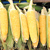 Sweet Corn True Gold 